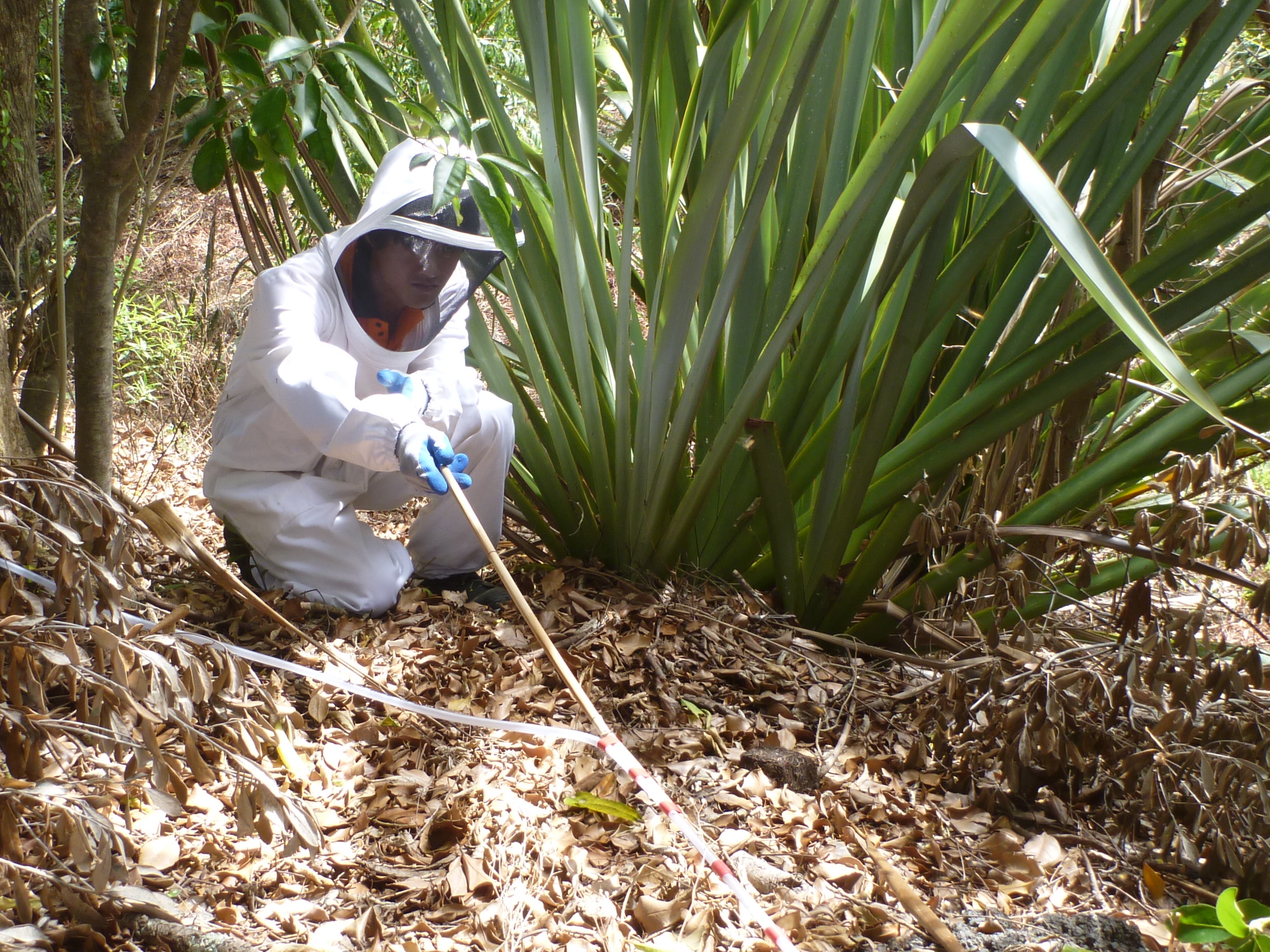 wasp control using permethrin powder