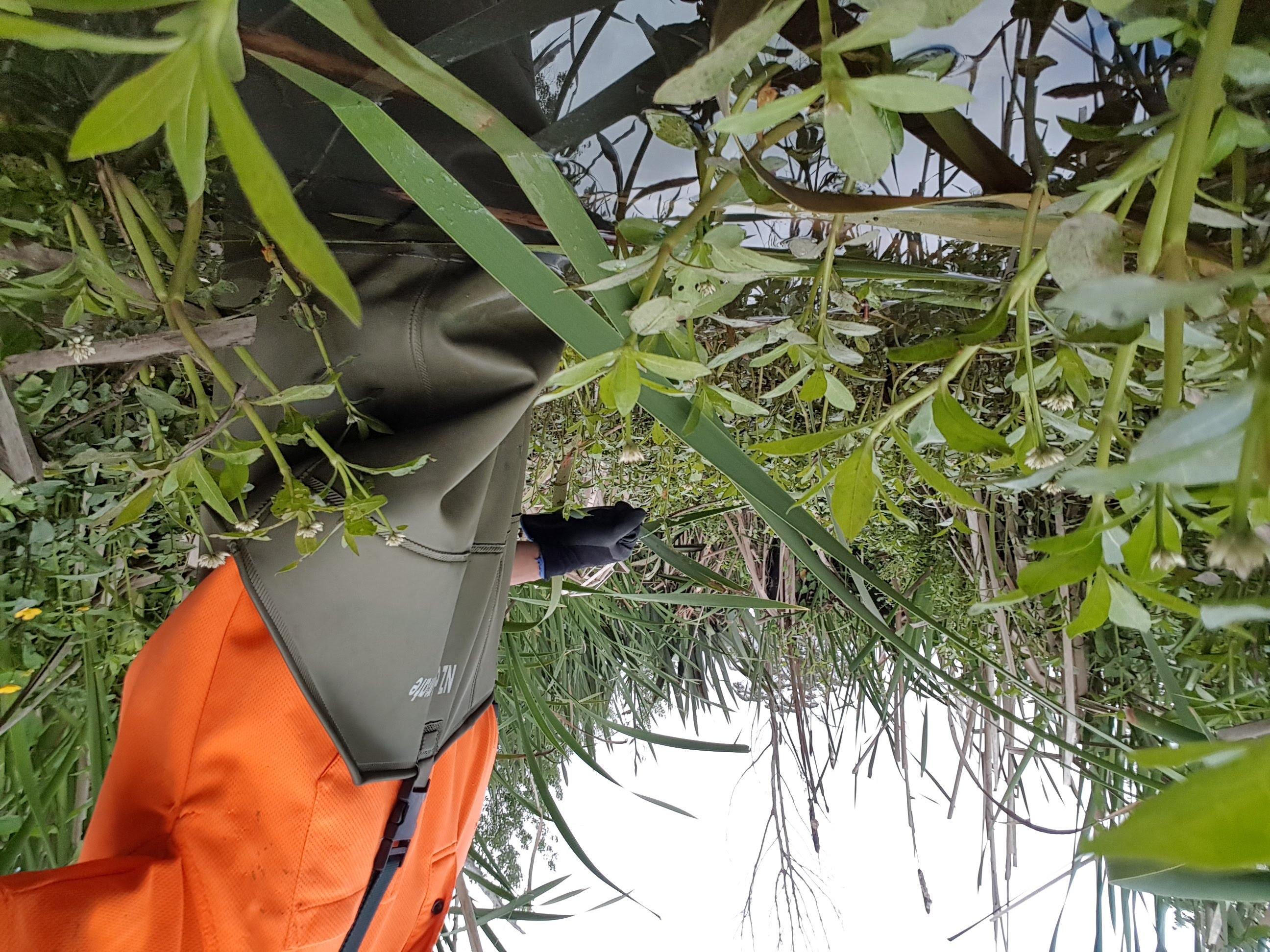 wetland survey